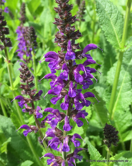 Salvia nemorosa 'Mainacht'