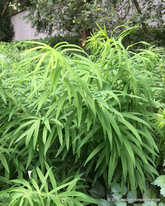 Polygonatum verticillatum
