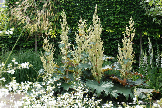 Rheum palmatum var. palmatum