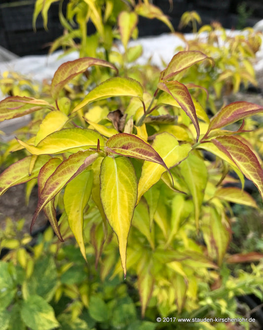 Leycesteria formosa 'Golden Lanterns' ®