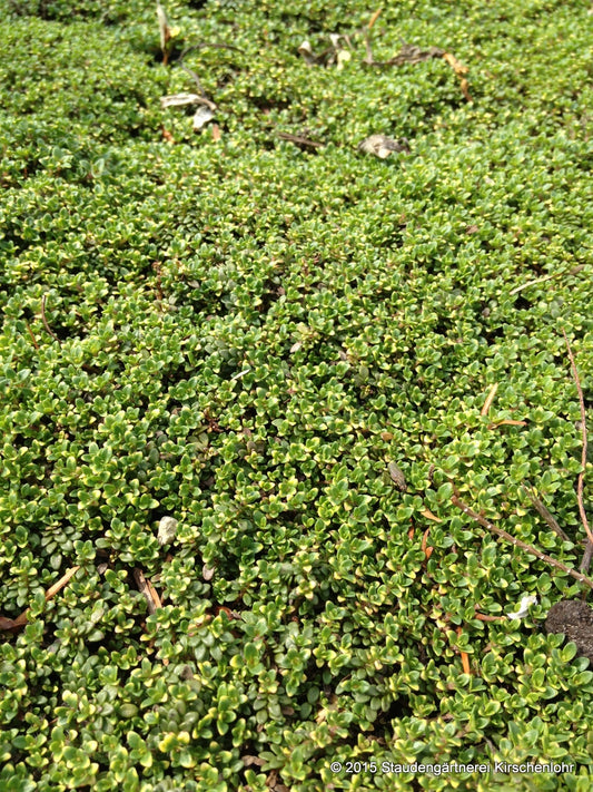 Thymus serpyllum 'Rasta'