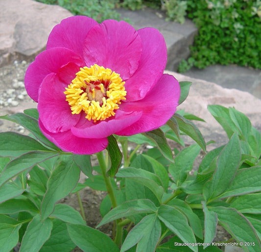 Paeonia officinalis 'Mollis'