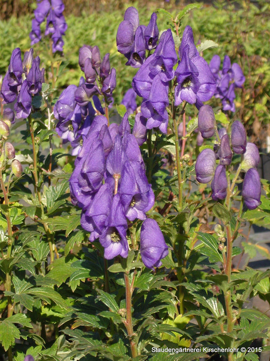 Aconitum carmichaelii