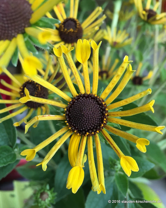 Rudbeckia subtomentosa 'Henry Eilers'