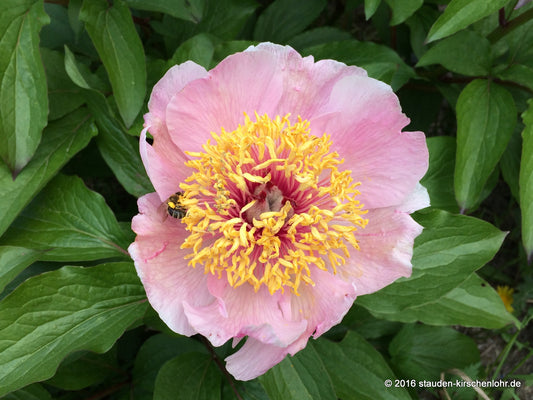 Paeonia 'Pink Angel'