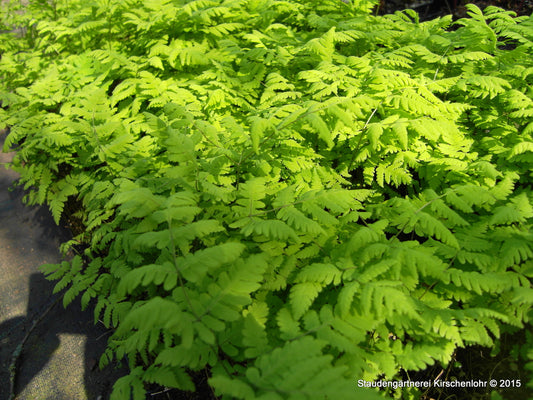 Gymnocarpium dryopteris 'Plumosum'
