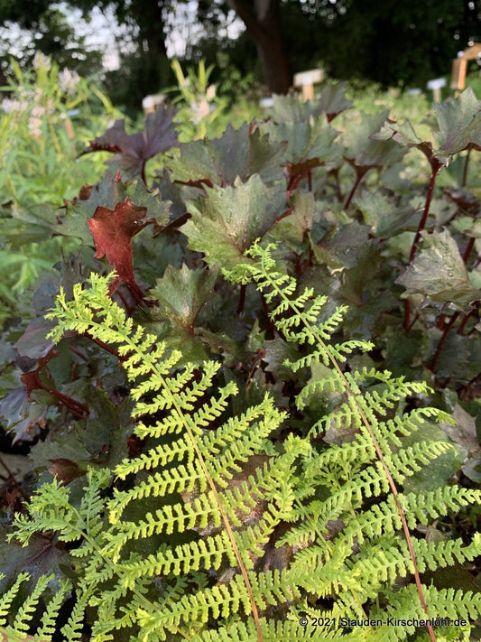 Athyrium filix-femina 'Rotstiel Grandiceps'