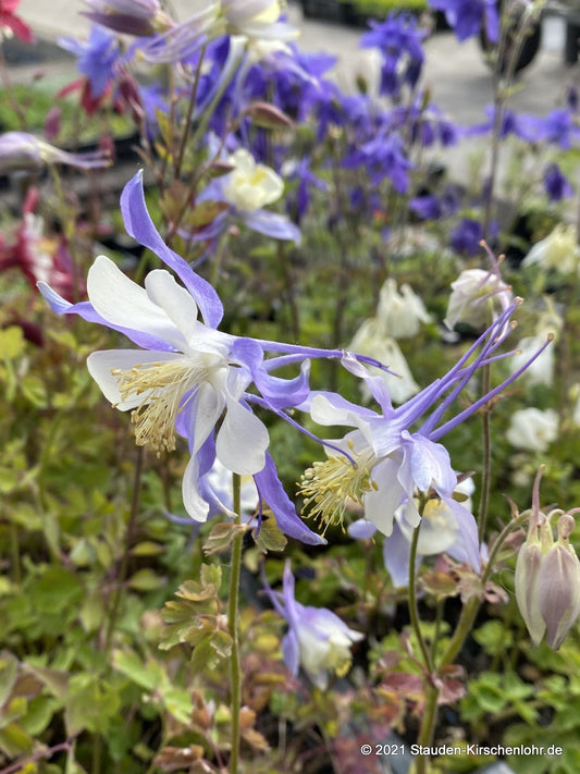 Aquilegia caerulea 'Blue Star'