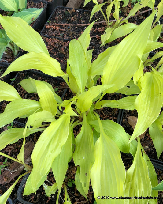 Hosta 'Little Miss Magic'