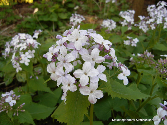 Lunaria rediviva