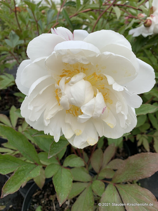 Paeonia 'Gardenia'