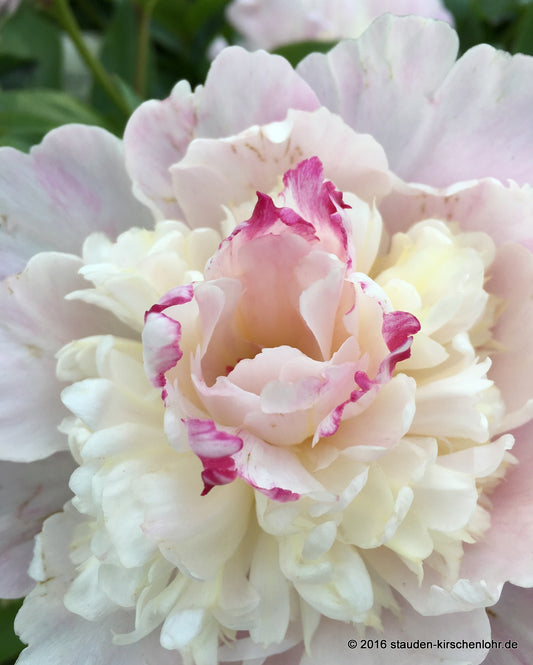 Paeonia 'Angel Cheeks'