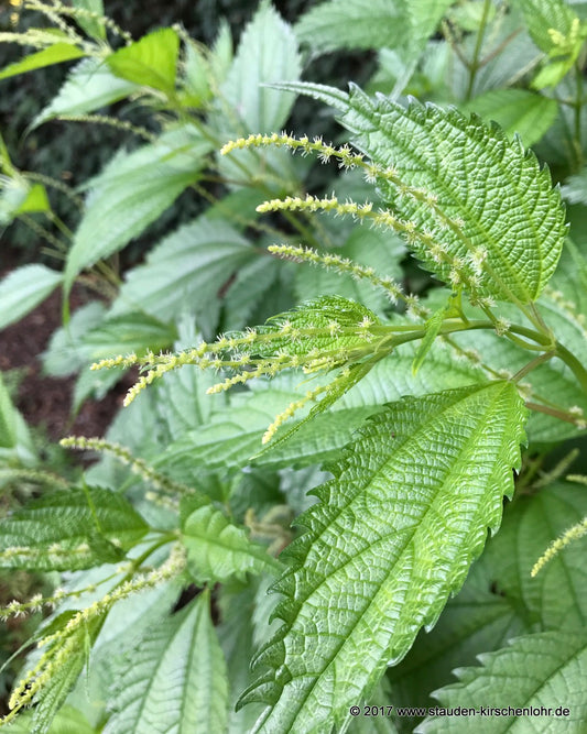 Boehmeria sieboldiana