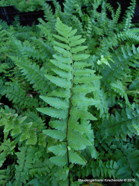 Dryopteris tokyoensis