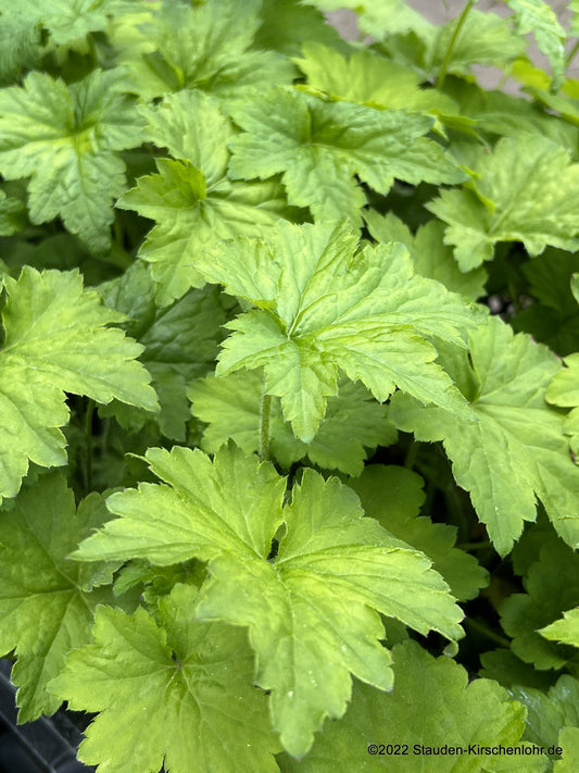 Heuchera 'Chantilly' ®