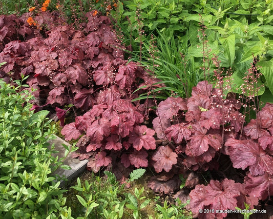 Heuchera 'Beaujolais' ®