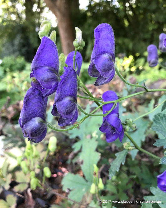 Aconitum proliferum BSWJ4107