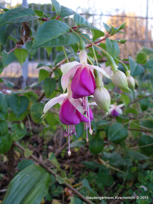 Fuchsia 'Rose of Castile Improved'