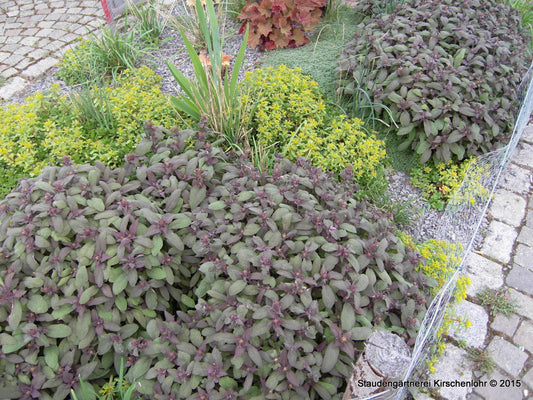 Salvia officinalis 'Purpurascens'