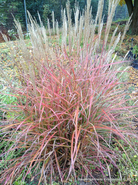 Miscanthus sinensis 'Roter Pfeil'