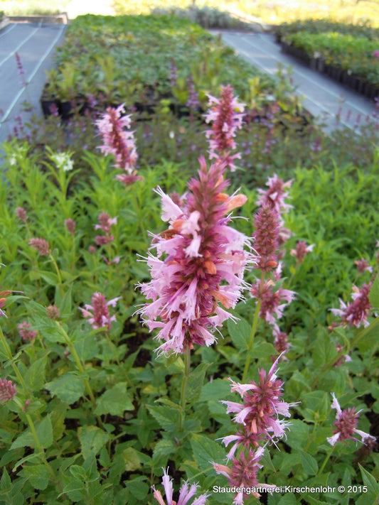 Agastache 'Cotton Candy'