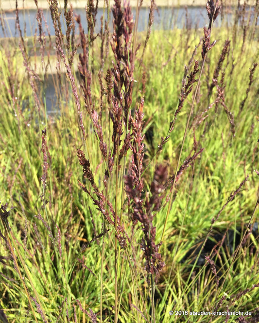 Molinia caerulea 'Heidezwerg'