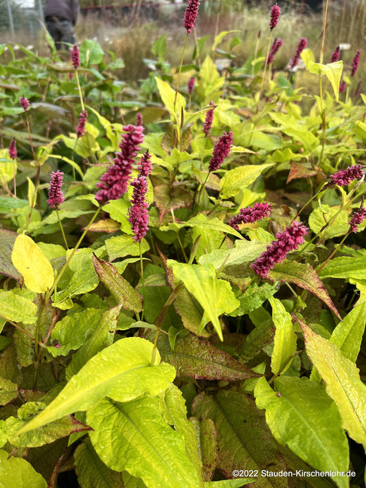Bistorta amplexicaulis 'Cottesbrook Gold'