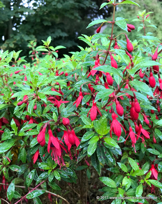 Fuchsia 'David'