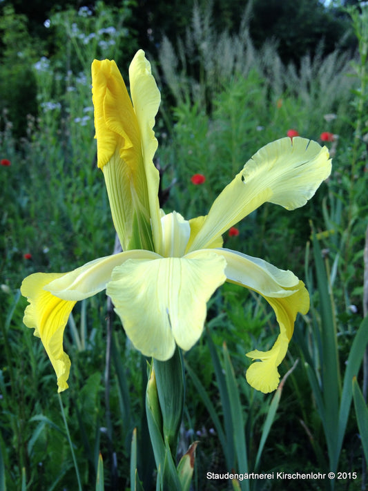 Iris spuria 'Fluted Buttercup'