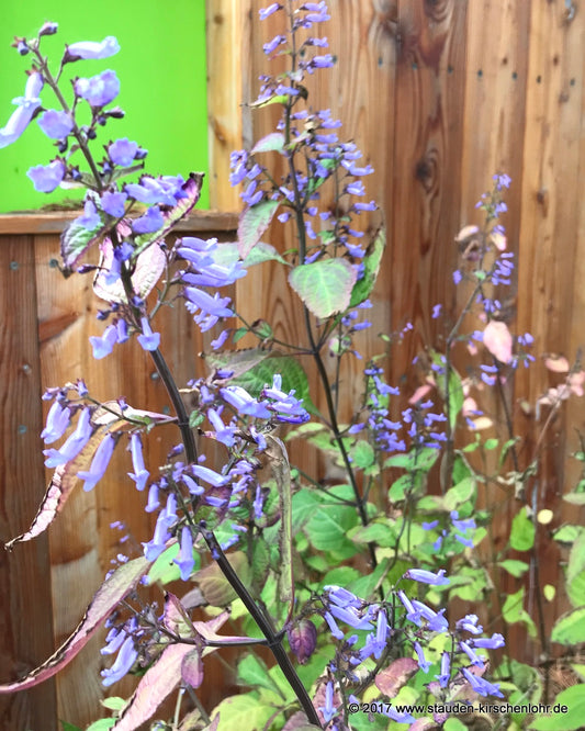 Isodon longitubus BSWJ11027