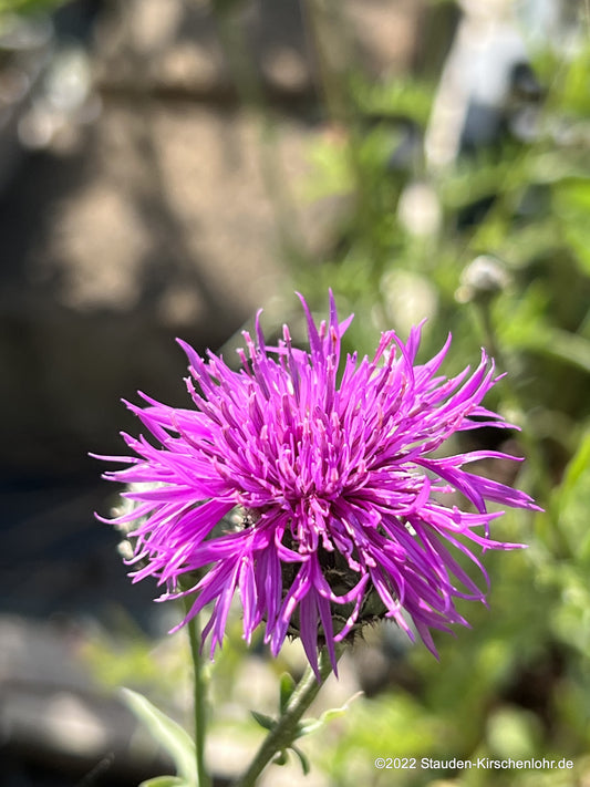 Centaurea scabiosa