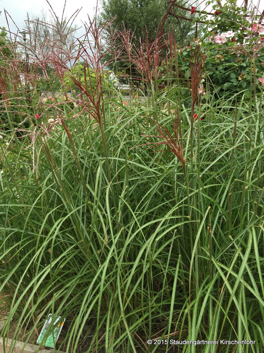 Miscanthus sinensis 'Ferner Osten'