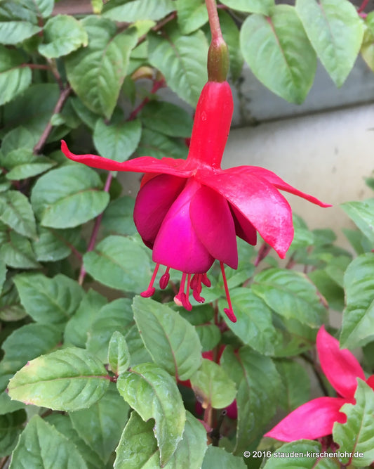 Fuchsia 'Santa Cruz'
