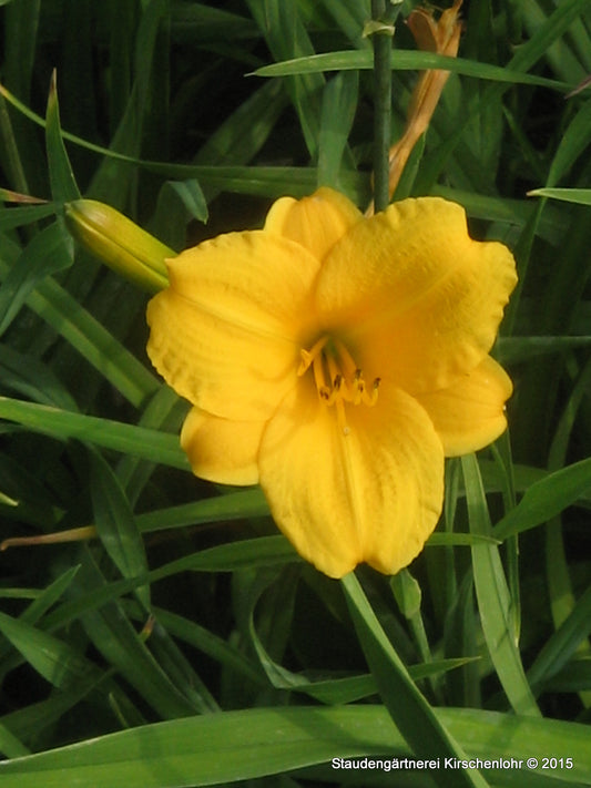 Hemerocallis 'Stella De Oro'