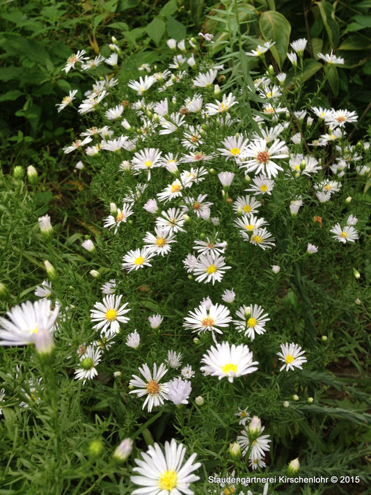 Symphyotrichum 'Poollicht'