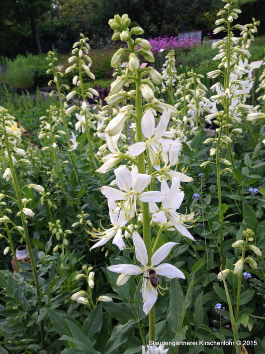 Dictamnus albus var. albus