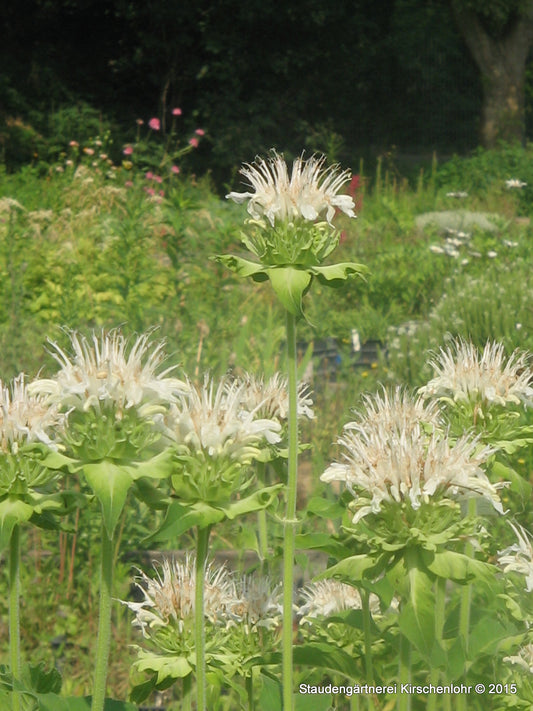 Monarda 'Schneewolke'