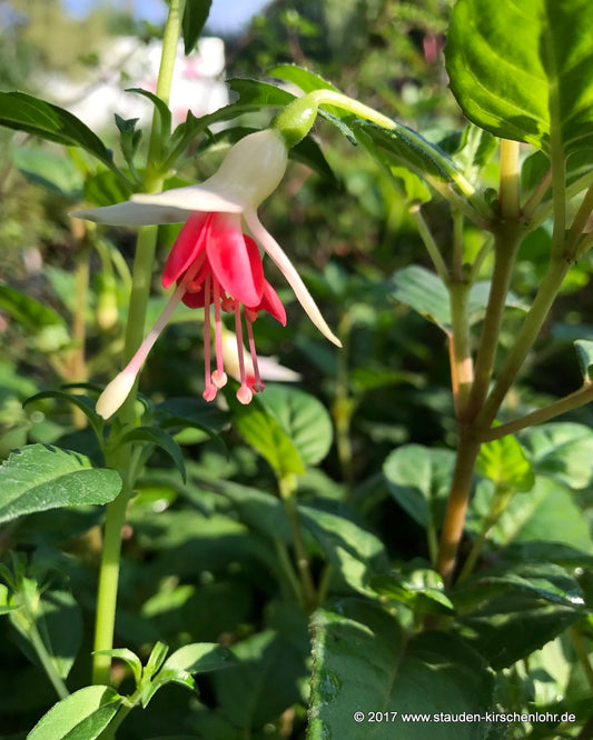 Fuchsia 'Galadriel'