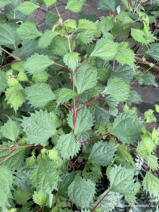 Boehmeria spicata PB13-506