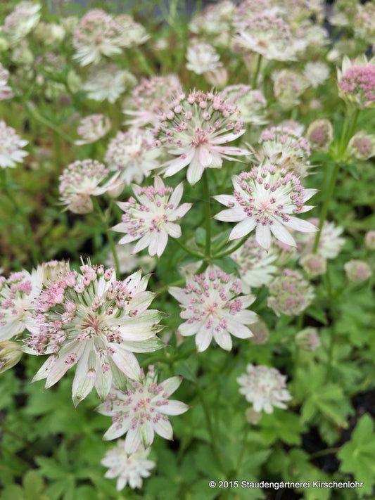 Astrantia major 'Buckland'
