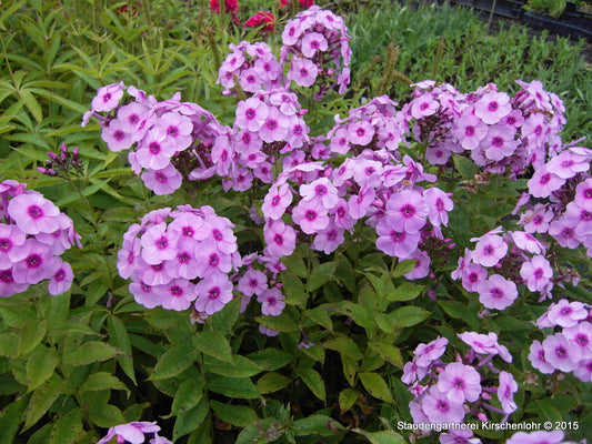 Phlox paniculata 'Fondant Fancy' ®
