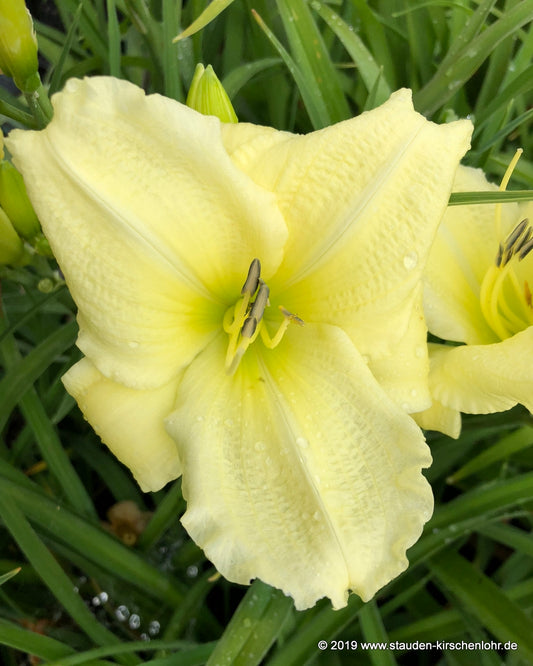 Hemerocallis 'Snow Elf'