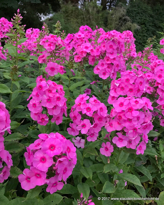 Phlox paniculata 'Winnetou'