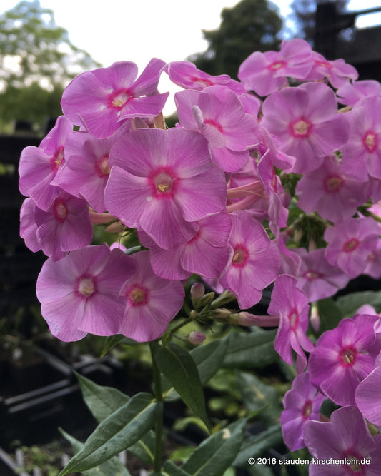 Phlox paniculata 'Melusine'
