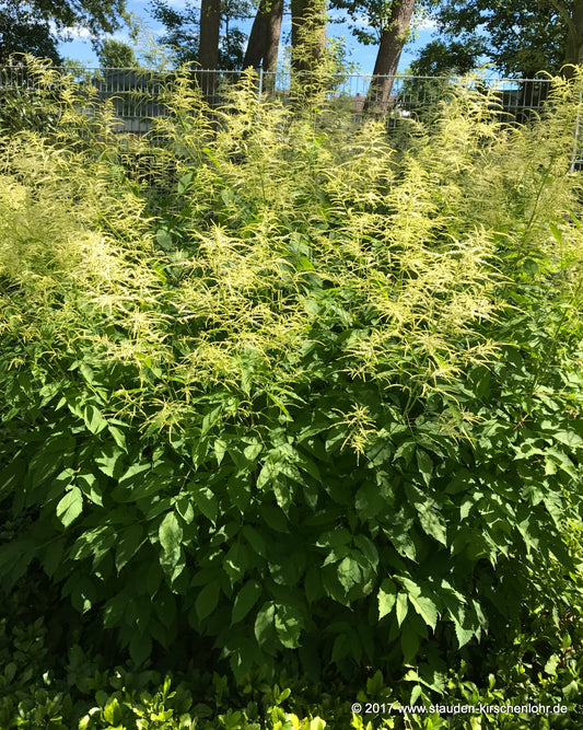 Aruncus sinensis 'Rosengarten Zweibrücken'