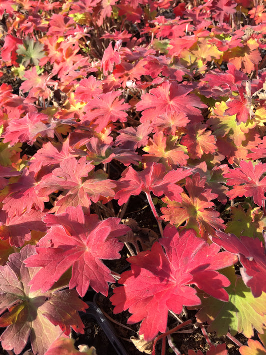Geranium wlassovianum 'Lakwijk Star' ®