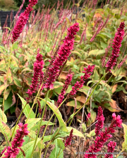 Bistorta amplexicaulis 'Amethyst Summer' ®