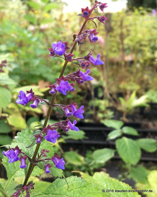 Isodon japonicus var. glaucocalyx