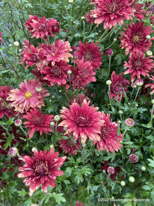Chrysanthemum 'Duchess of Edinburgh' (Rubellum-G.)