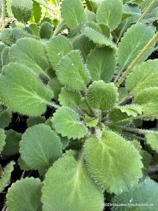Saxifraga x urbium 'Serratifolia'